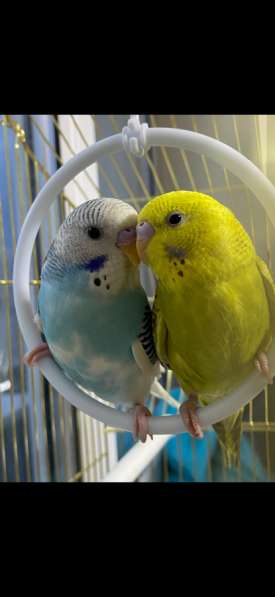 Волнистые попугаи