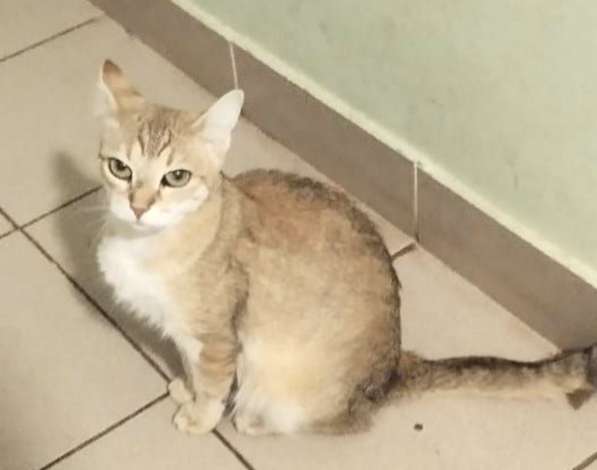 Отдам кошку в добрые руки. Изящная Кася в Москве фото 5