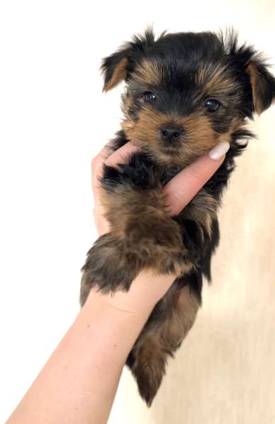 Йоркширский терьер в Москве