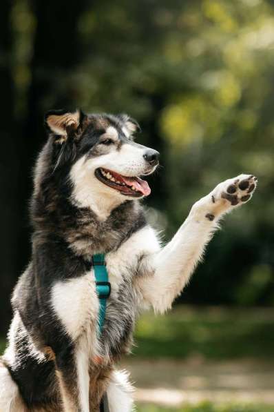 Метис маламута Берт в поисках лучшей семьи в Москве фото 5