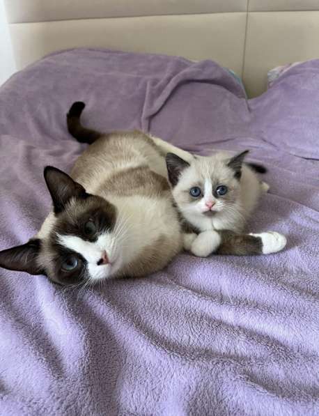 Открыта бронь на котят Сноу шу