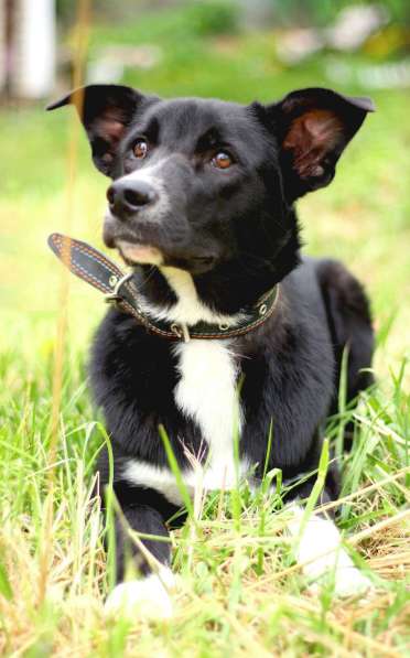 Щенок ЛЕКСУС ищет дом в Москве фото 4