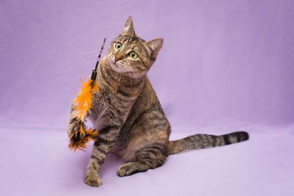 Кошка в добрые руки. Красавица Линда в Москве фото 4