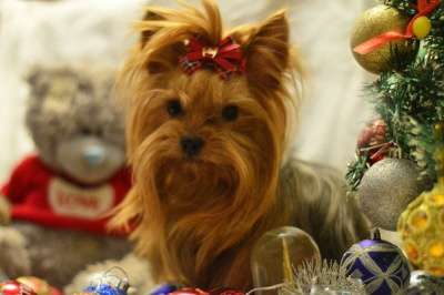 Йоркширские терьеры в Екатеринбурге фото 4