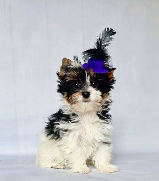 Бивер йоркширский терьер в фото 3