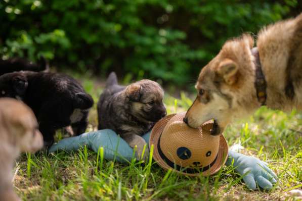 Щенята — почти волчата ищут дом в Москве