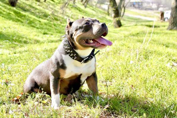 Породные щенки Американ Булли в фото 5