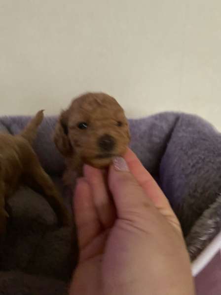 Щенки Той-Пуделя 05.11.25г в Ставрополе фото 4