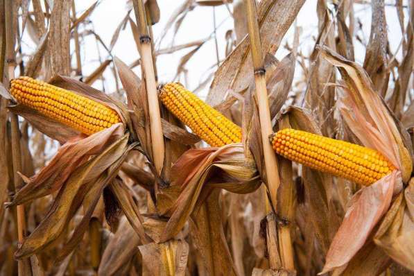 Кукуруза Велуксо