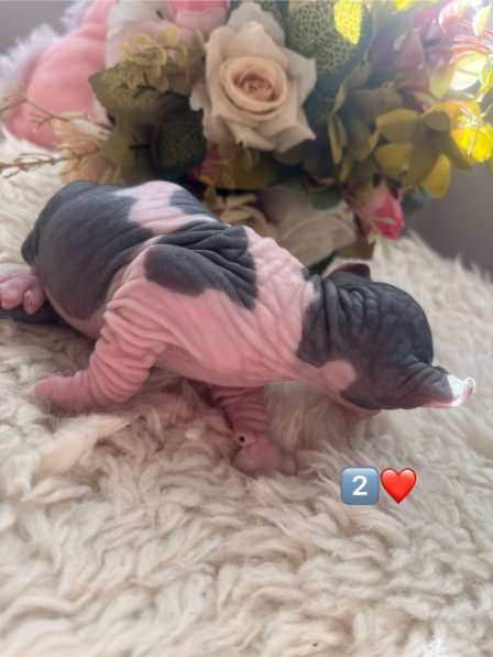 Канадский сфинкс в Москве фото 7