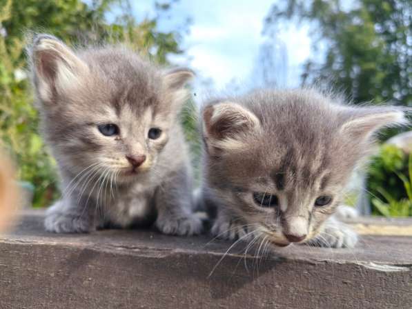 Отдам волшебных котят Жужиков в добрые руки