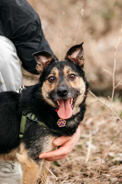 Малыш черный Перец в дар в Москве