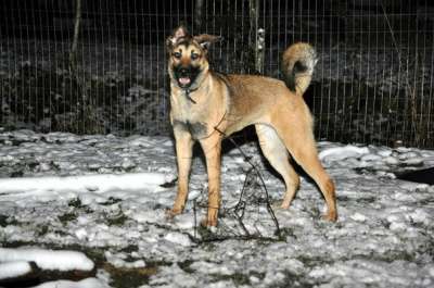 Отдам даром Альба в поисках дома