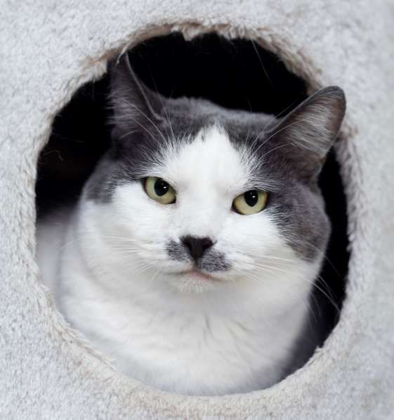 Ласковая и спокойная кошечка Василиса в дар в Москве фото 5