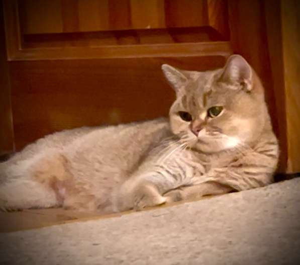 Шотландские котята в Москве фото 3