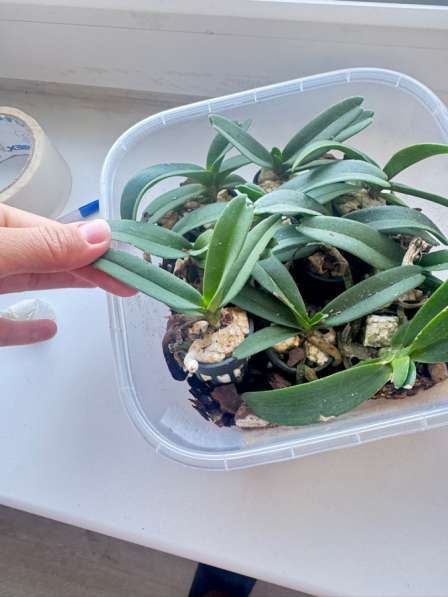 Орхидея Ванда в Челябинске