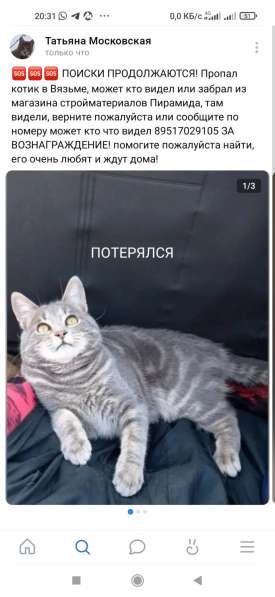 ПРОПАЛ КОТИК ПОМОГИТЕ НАЙТИ в Вязьме фото 6