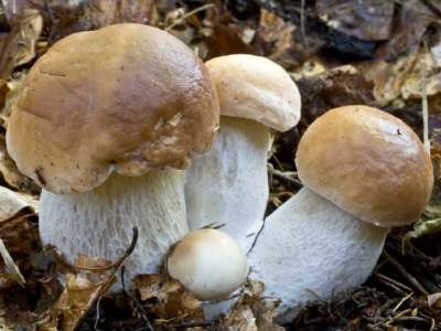 Мицелий (семена) грибов. Разные виды.