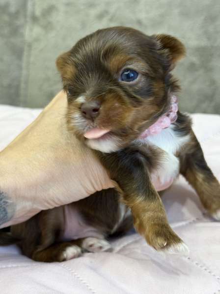 Йоркширский терьер цветной в Сургуте фото 11