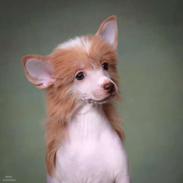 Голая девочка КХС в Москве