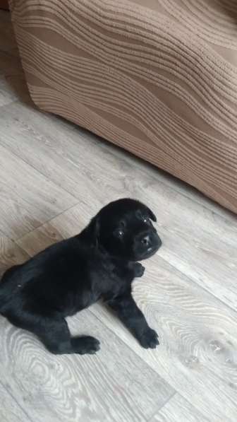 Щенята лабрадора в Касимове