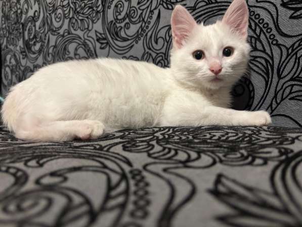 Кошка в добрые руки