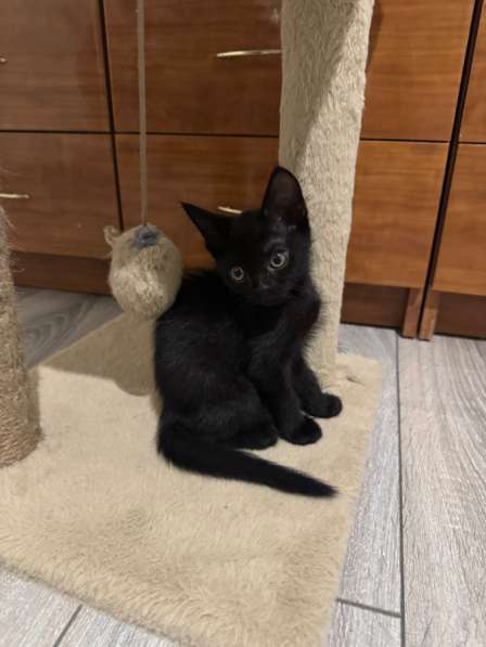 Котята в добрые руки в Белгороде фото 4