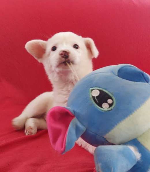 Неописуемой красоты белый щенок в Санкт-Петербурге фото 4