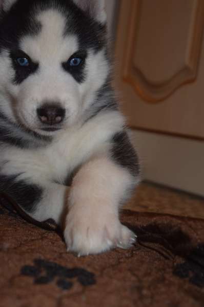 Замечательная девочка хаски. РКФ в Санкт-Петербурге фото 4