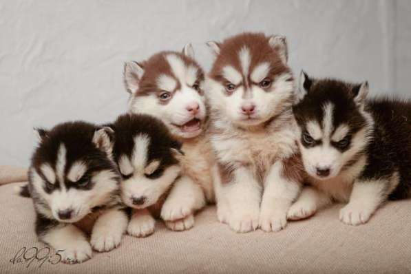 Шоколадно-белые и черно-белые щенки хаски