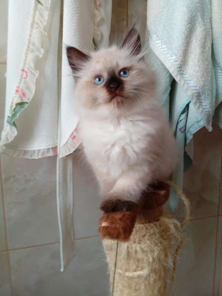 Hypoallergenic Kittens for Sale from Russia в Ставрополе фото 4