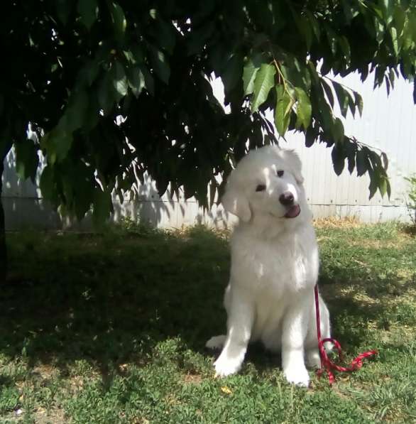 Щенки Мареммо-Абруцкая Овчарка в Краснодаре фото 15