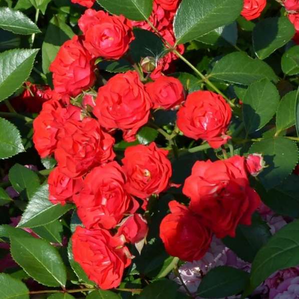 Саженцы роз ОПТОМ в Омске фото 3