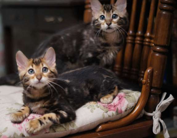 Бенгальские кашемировые котята в Челябинске
