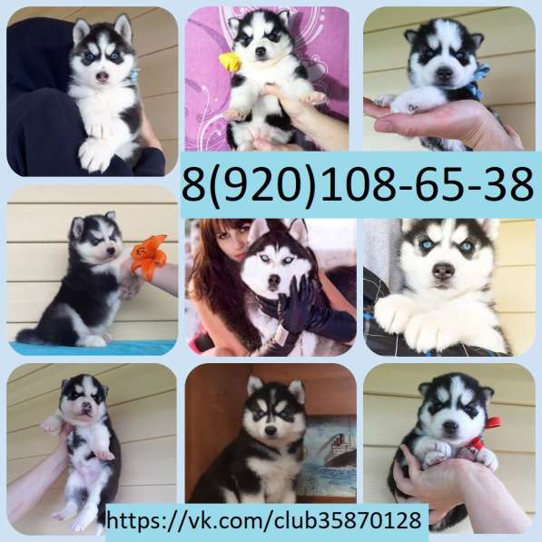 Хаски черно-белые. голубоглазые в Туле