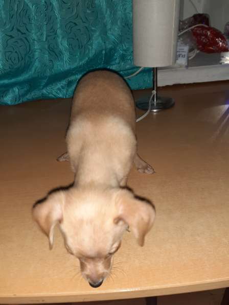 Той терьер щенки в Москве фото 8