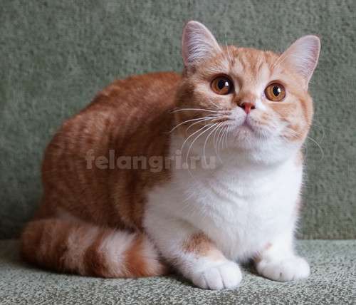 Коты и кошки британские в Новокузнецке фото 3