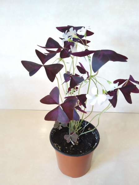 Оксалис Oxalis triangularis Cupido (кислица) в Санкт-Петербурге фото 3