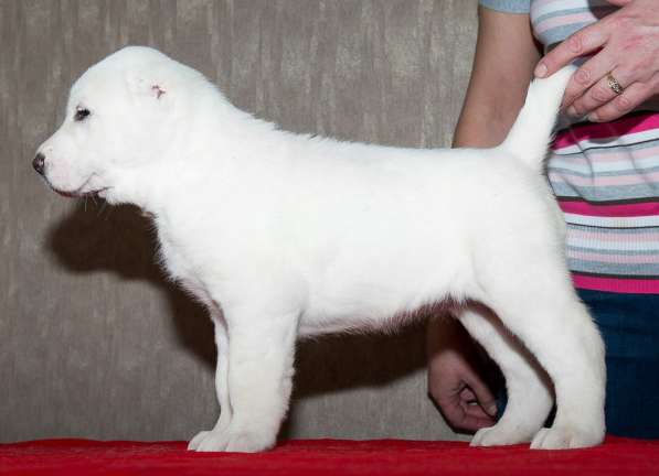 Девочка алабай от Грандчемпионов в Новосибирске фото 14