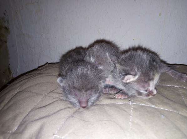 Котята Русской Голубой кошки в Уфе фото 7