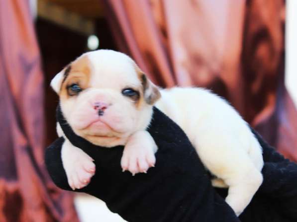 Американские бульдоги