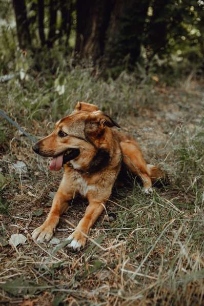 Очаровательная собачка компактного размера в Санкт-Петербурге фото 20
