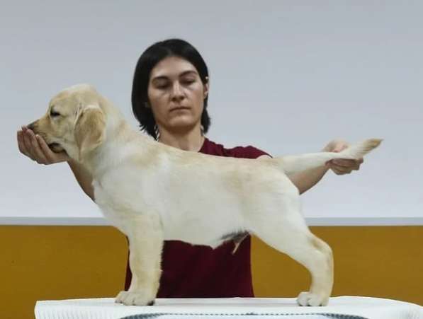 Питомник LIRA VI LAB предлогае щенков в Иркутске фото 8