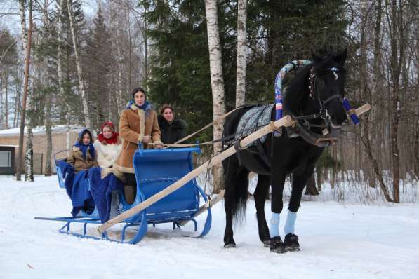 Конные прогулки на санях в Мытищи фото 14