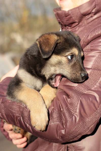 Собака в добрые руки в Санкт-Петербурге фото 4