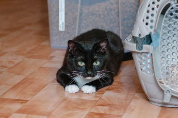 Феликс – очарование классики!