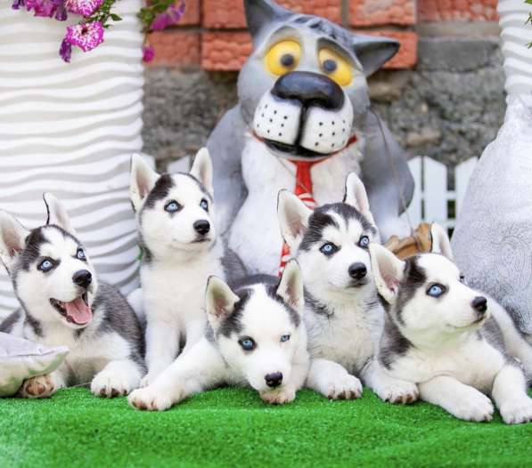 Продажа породистых щенков Хаски в Москве фото 8