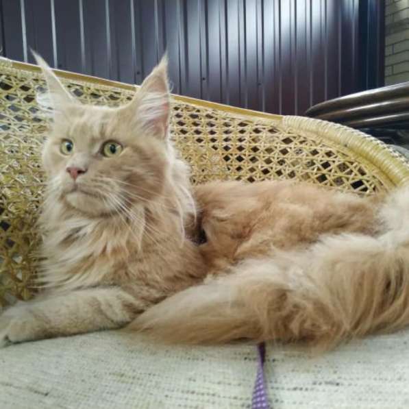 Котята мейн-кун в фото 3