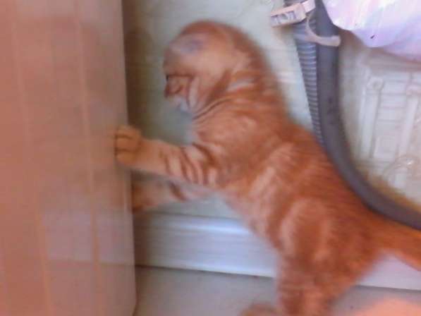 Малыши шотландики в Костроме фото 7