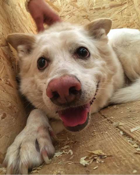 Пломбир ищет свою семью в Москве фото 16